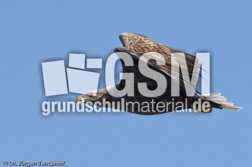 Seeadler (2 von 11).jpg